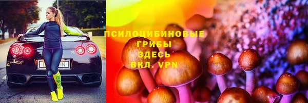 стаф Аркадак
