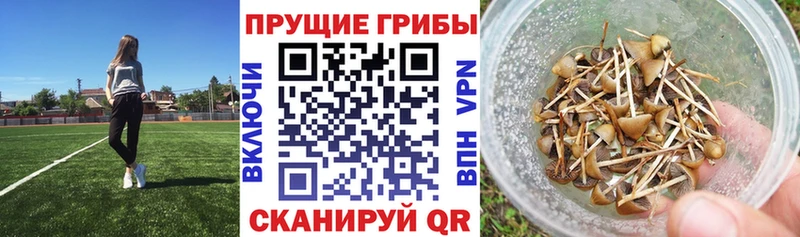 Псилоцибиновые грибы GOLDEN TEACHER  Бутурлиновка 